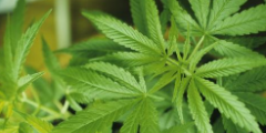 美国将允许人们为部分大麻类制品提交商标注册申请