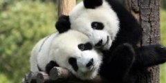 45个吉祥物“国宝熊猫”商标进入淘宝--司法拍卖，起拍价1500元（7月30开拍）