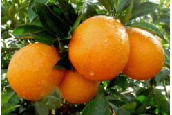 “脐橙17.5”引发商品通用名称之争