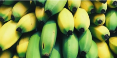 “隆安香蕉”地理标志商标喜获国家知识产权局核准注册