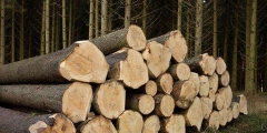 木材商标转让的类别应该选择第几类？