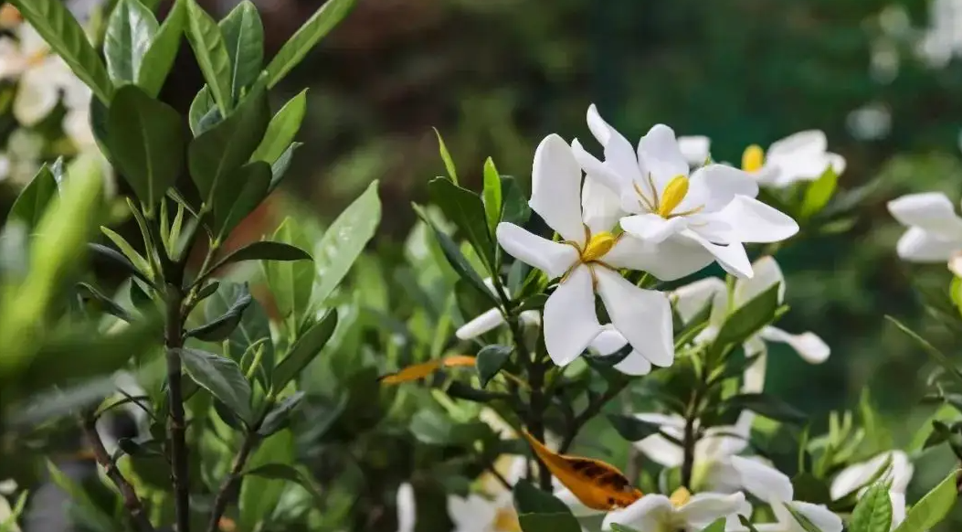 “朐阳栀子花”获批国家级商标！