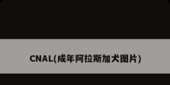 CNAL(成年阿拉斯加犬图片)
